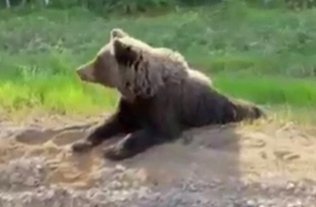 Бурый медведь указал автомобилисту дорогу в Уфу - видео