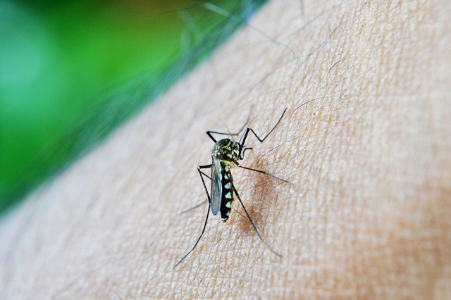 Доцент КФУ Николай Шулаев развеял мифы о выборочной «симпатии» комаров