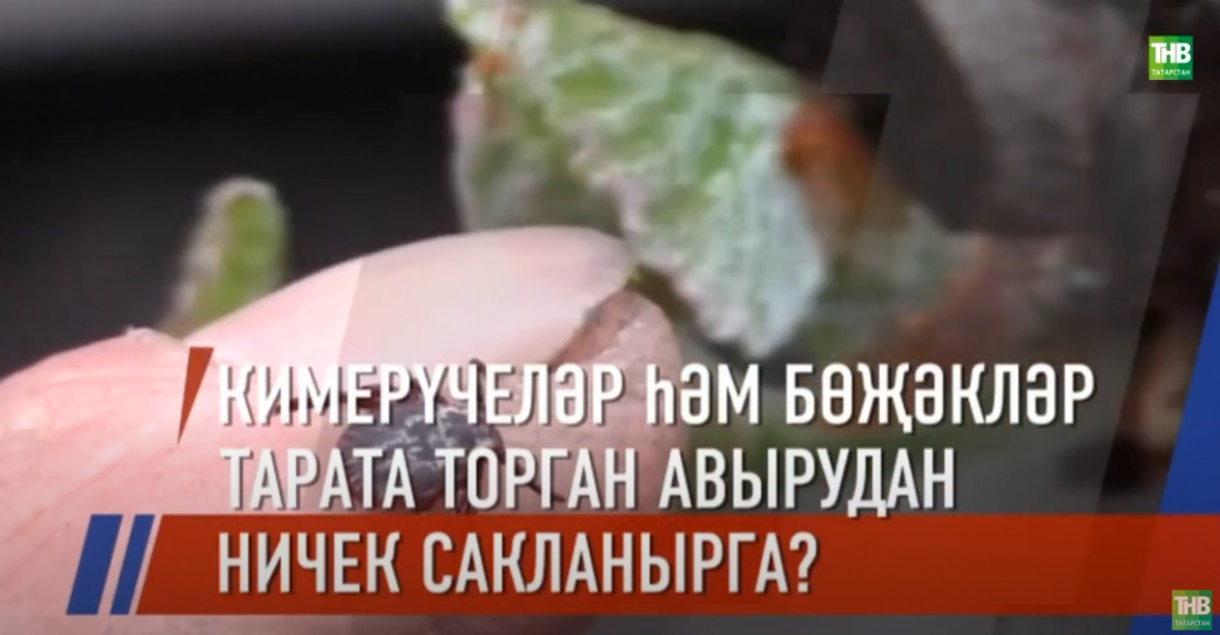 Татарстан халкы талпаннар һәм тычканнардан күбрәк зыян күрә башлаган