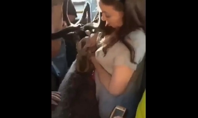Пассажиры автобуса в Норильске схлестнулись из-за оленя в салоне - видео