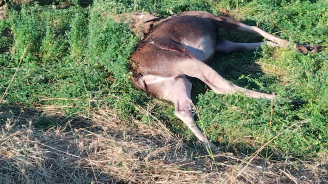 Под колесами автолюбителей Татарстана в этом году погибло стадо лосей