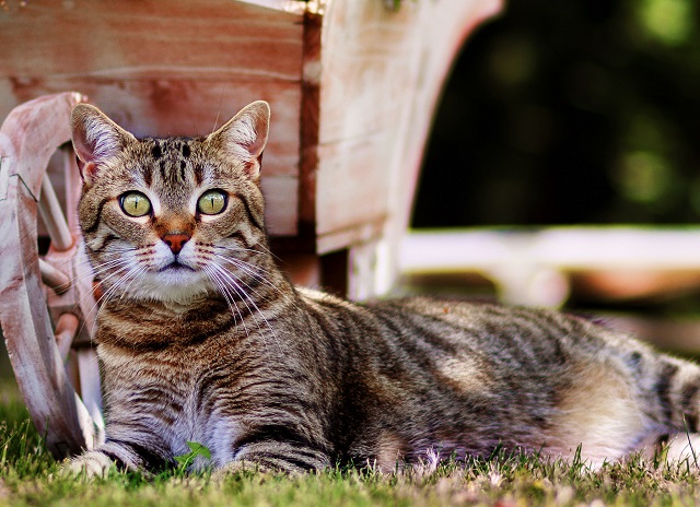 Animal Cognition: Кошки различают голоса и понимают, когда люди обращаются к ним