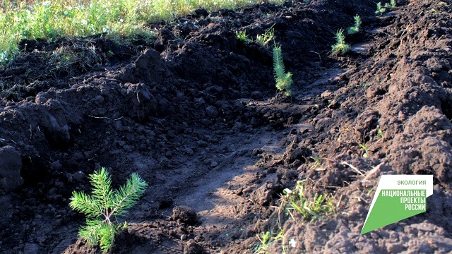 В 2023 году в Татарстане по нацпроекту планируют восстановить леса на площади 3,6 га
