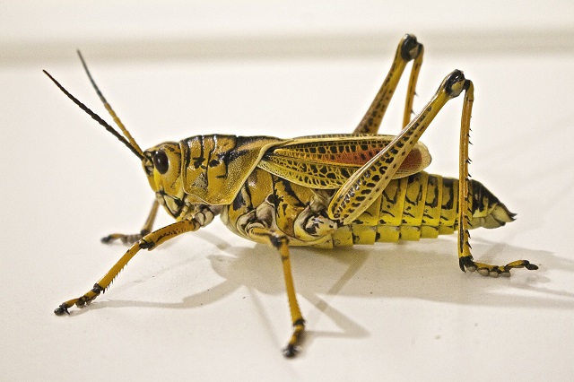 Вопрос создания микроферм для выращивания съедобных насекомых поднял глава Минцифры РТ