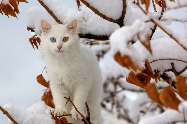 Снегопады и похолодание до -15 градусов ожидаются в Татарстане в конце рабочей недели
