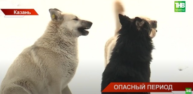 Жителям Татарстана разъяснили, как вести себя при встрече со стаей агрессивных собак