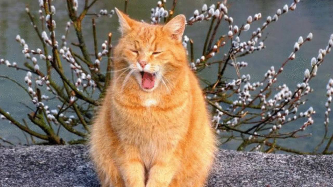 Яңа атна +16 градус белән шатландырачак