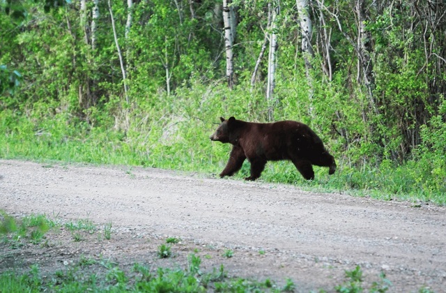 Житель Татарстана снял на видео убегающего в лесную чащу медведя