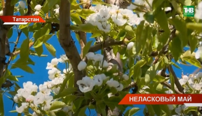 Неласковый май: вслед за рекордными холодами в Татарстан придет аномальная жара