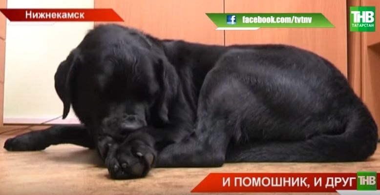 Лабрадор помогает студенту из Удмуртии учиться в Медколледже (ВИДЕО)