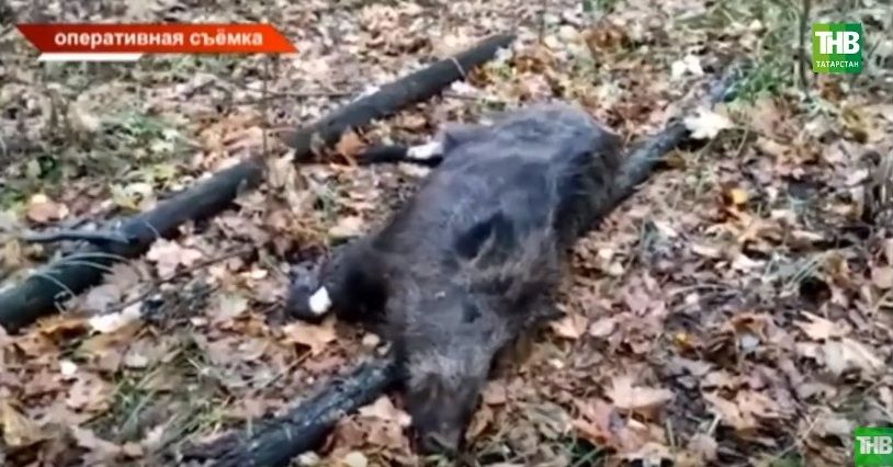 В Татарстане пятерым мужчинам грозит тюремный срок за убийство кабанов(ВИДЕО)