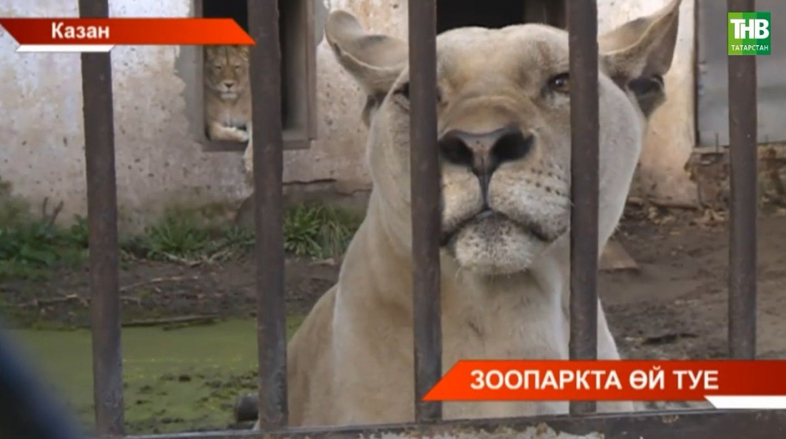 Казанның иске зоопаркыннан хайваннарны яңасына күчерергә җыеналар