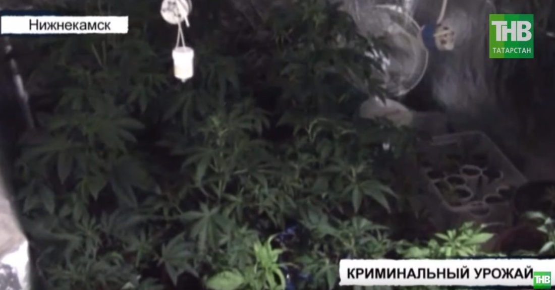 Татарстанец выращивал наркотические растения в квартире с видом на здание УВД Нижнекамска (ВИДЕО)