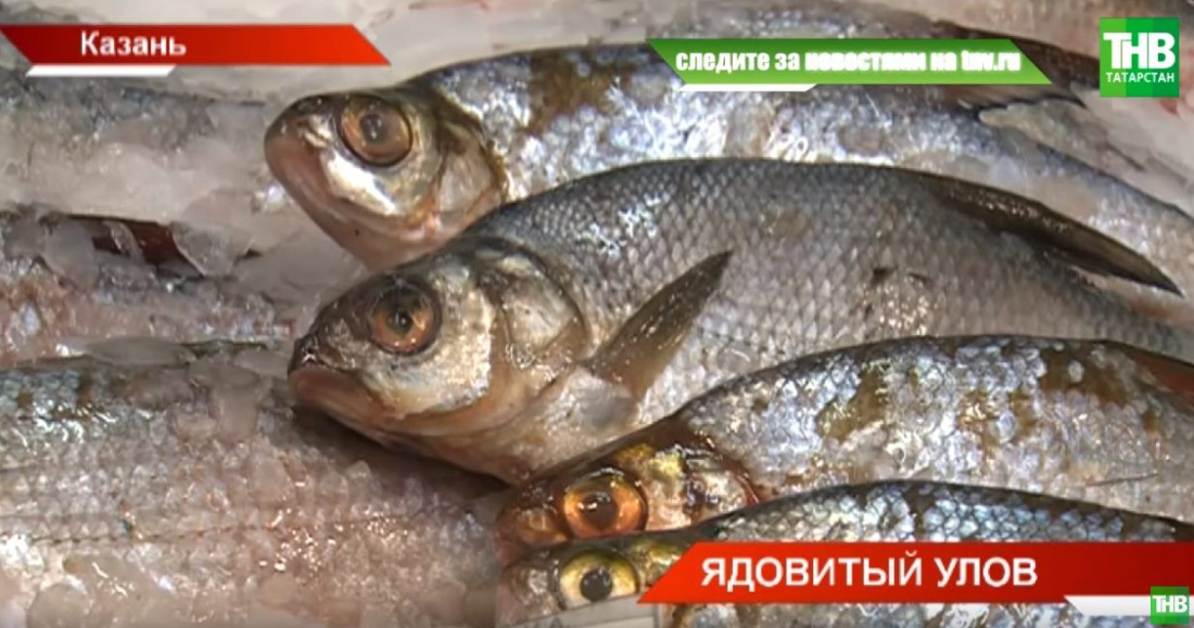 «Доплывет» ли ядовитая рыба из Тюмени в Татарстан? (ВИДЕО)