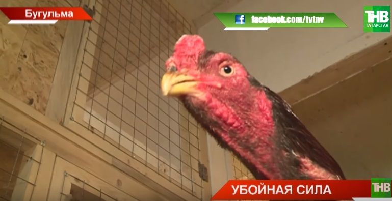 Житель Бугульмы разводит бойцовых петухов и проводит спаринги (ВИДЕО)