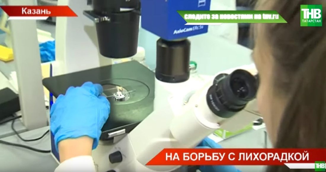 Казанские ученые разрабатывают генетические методы лечения мышиной лихорадки (ВИДЕО)