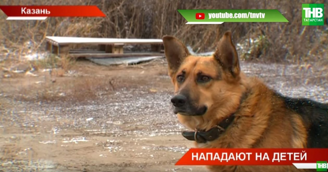 6 тысяч жителей  Татарстана стали жертвами укусов бродячих собак за полгода (ВИДЕО)