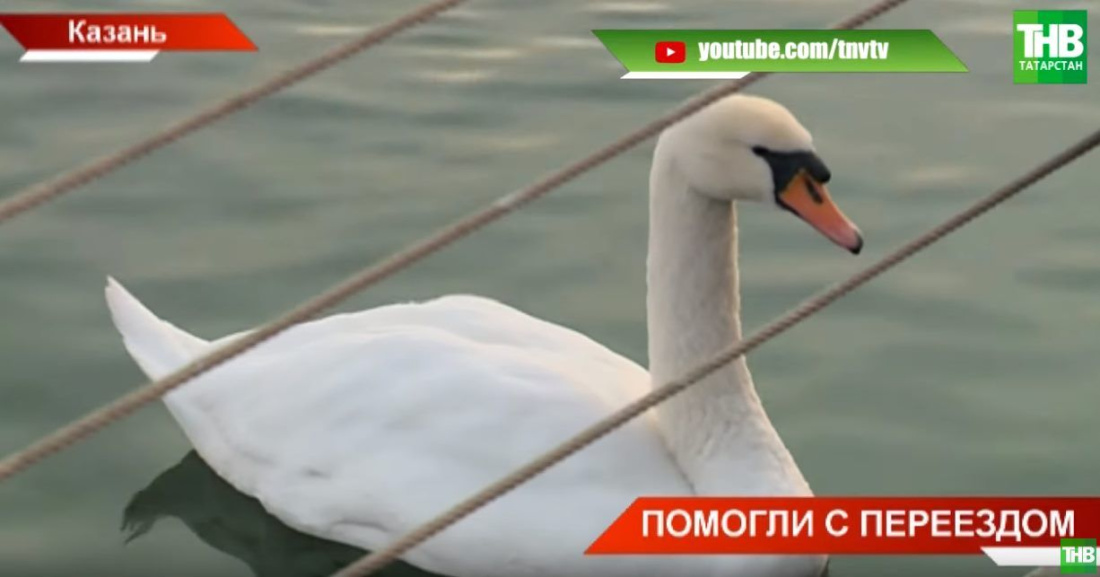 В Татарстане из ледяного плена спасли лебедей (ВИДЕО)