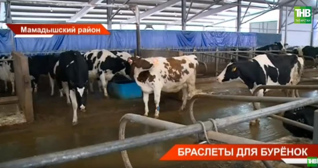 Татарстанские коровы получили фитнес-браслеты (ВИДЕО)