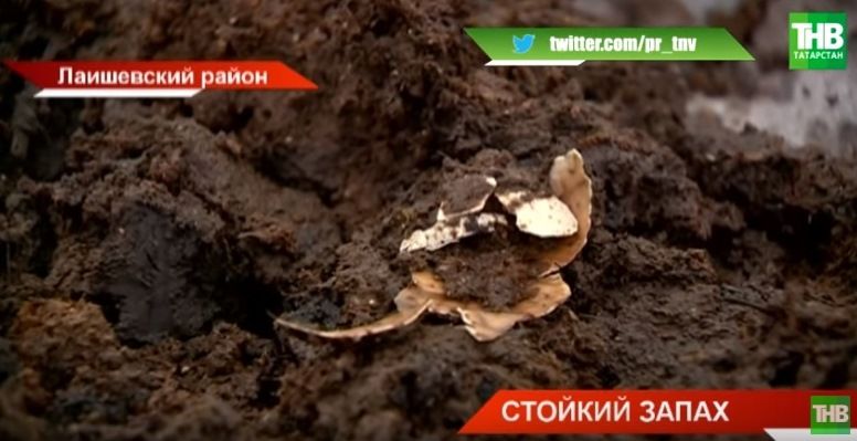 В Лаишевском районе Татарстана появилась долина куриного помета (ВИДЕО)