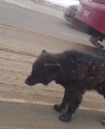 По улицам Казани бродит медведь без намордника (ФОТО)