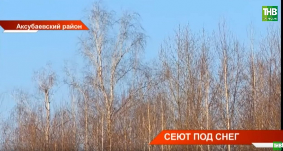 В Татарстане рассказали про уникальную технологию выращивания берез зимой (ВИДЕО)