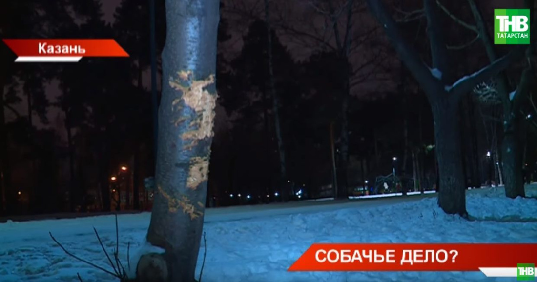В Казани собаки «убивают» деревья в парке Урицкого (ВИДЕО)