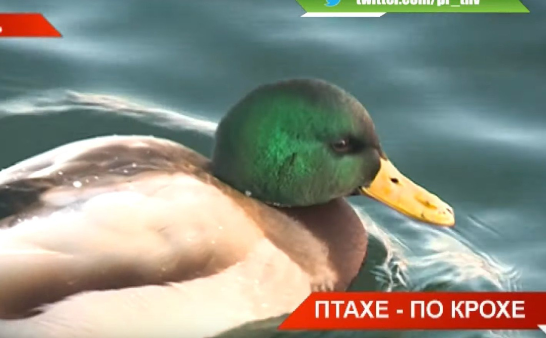 «Пернатые друзья»: в Татарстане зимует более 30 видов птиц