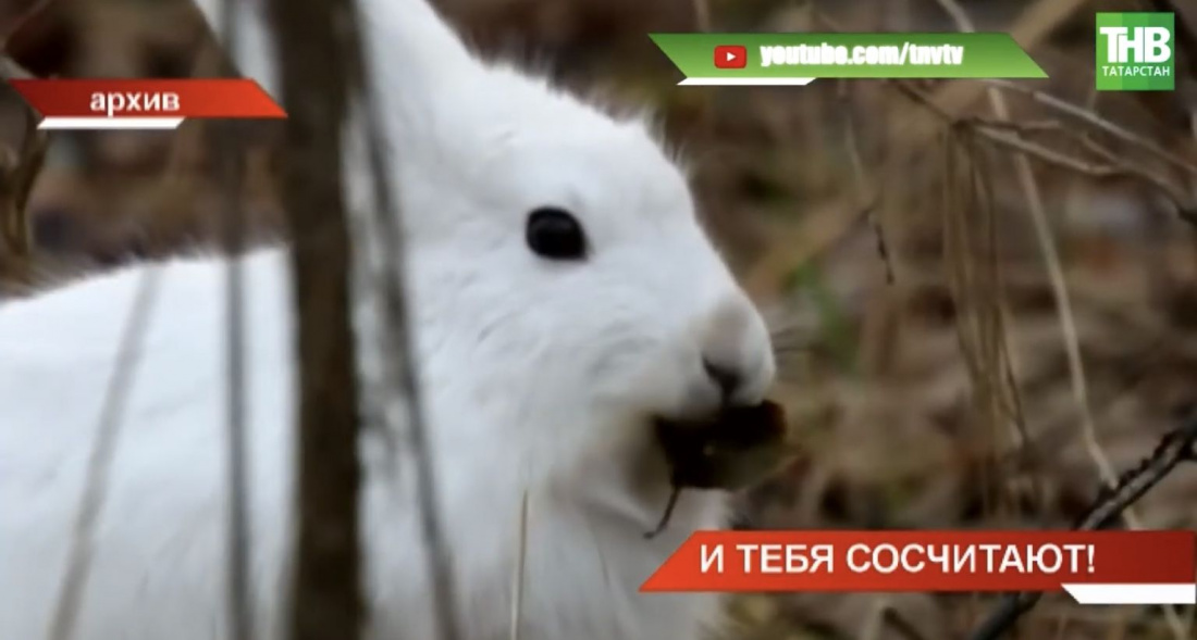«По следам лосей, кабанов и лисиц»: в Татарстане ведётся лесная перепись (ВИДЕО)