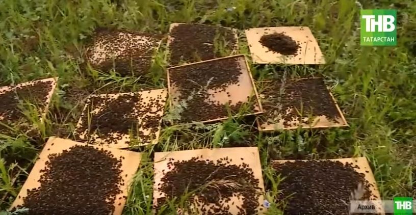 «Бороться до конца»: с какой целью пчеловоды создали общественную организацию? (ВИДЕО)