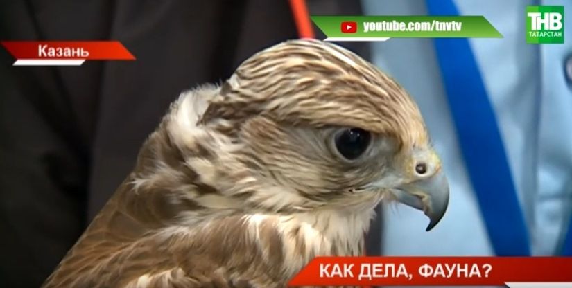 «Сплошная дичь»: в Татарстане растет численность лосей, маралов и косуль (ВИДЕО)