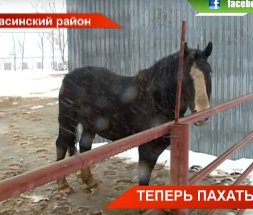 «Пахать, как лошадь»: фермеры из Татарстана разводят тяжеловозов