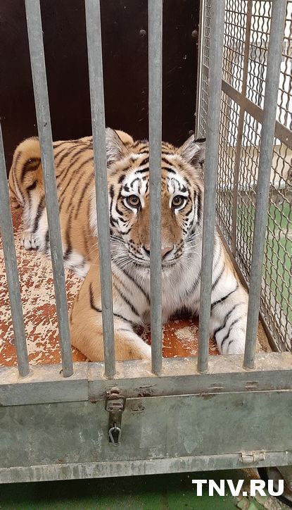 В казанском цирке родились четыре тигренка – видео