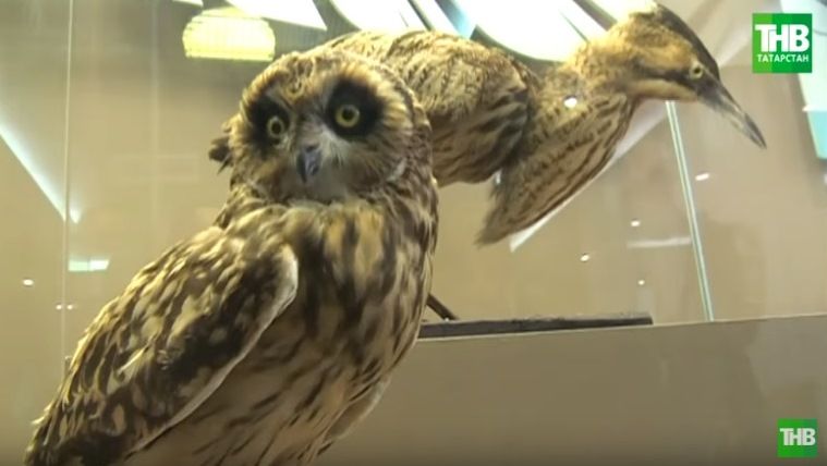 «Крылатые сверхспособности»: в казанский Кремль привезли птиц - видео