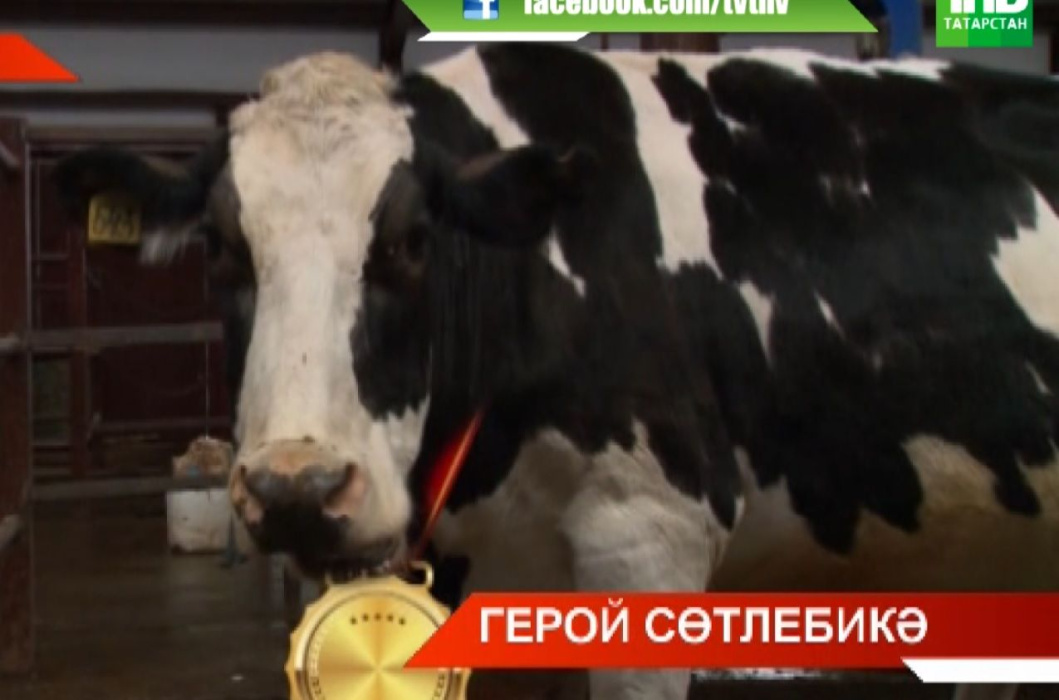 «Скотный двор»: в Татарстане корову по кличке Сандугач можно назвать матерью-героиней