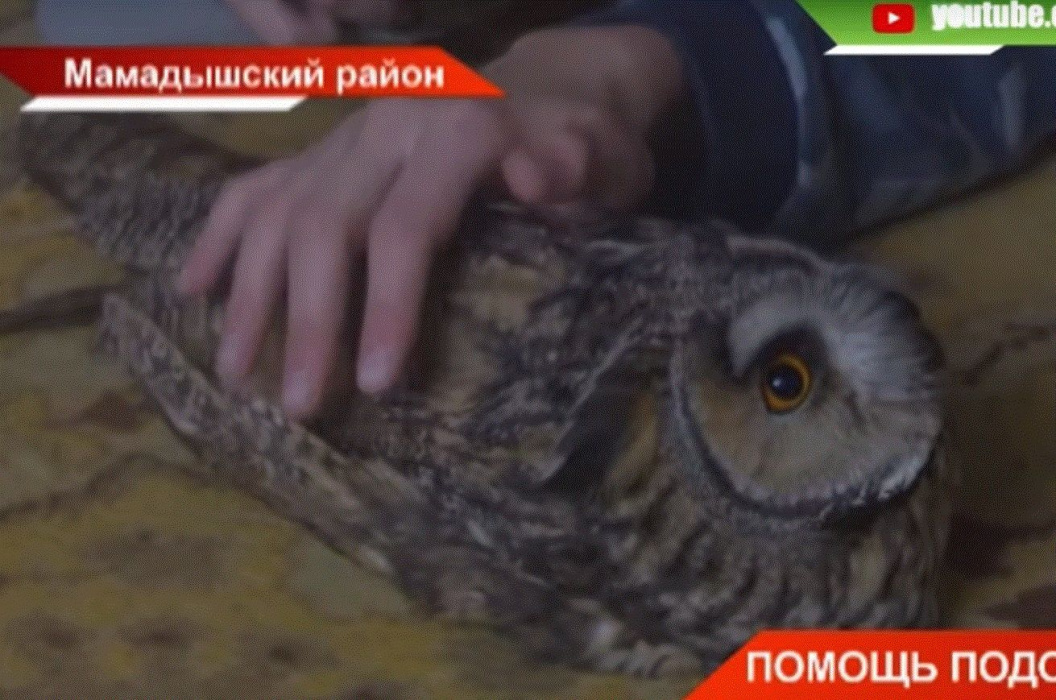 В Мамадышском районе Татарстана школьники спасли раненую сову 