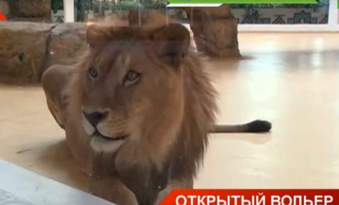 Казанский зоопарк на карантине: львы скучают, а белоголовые сипы ждут потомство