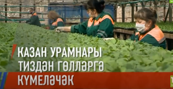 Май аенда ук Казан гөлләр каласына әвереләчәк