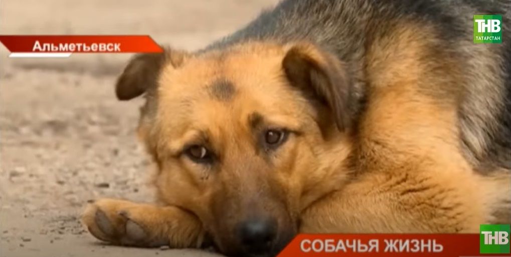 В Альметьевске жители жалуются на бездомных собак - видео
