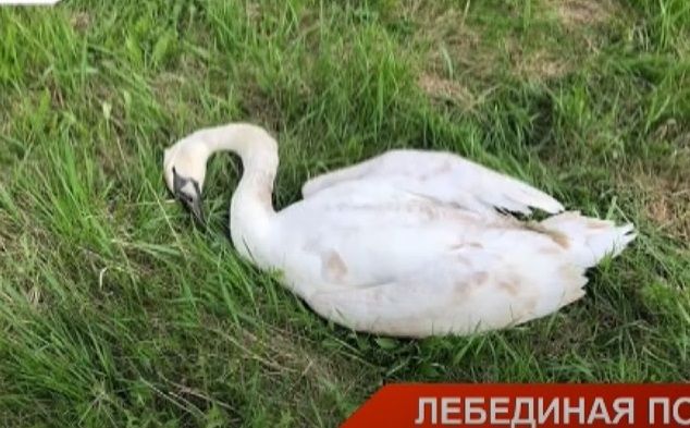 В Казани лебеди врезались в высоковольтную линию электропередачи – видео