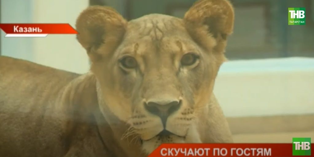 Животные казанского зоопарка удивлены отсутствием посетителей - видео