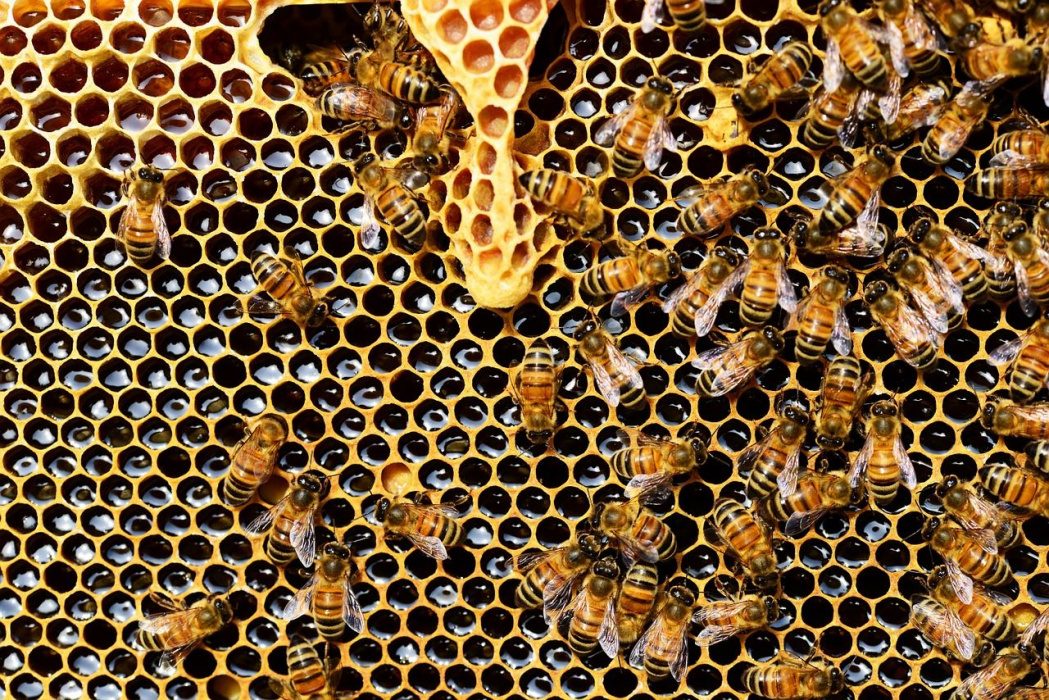 «Пчела под контролем»: в Татарстане всех пчеловодов внесли в единый реестр - видео