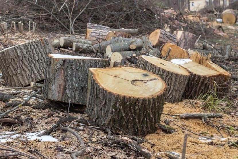 Вырубка леса под Казанью для строительства коттеджей обернулась уголовным делом