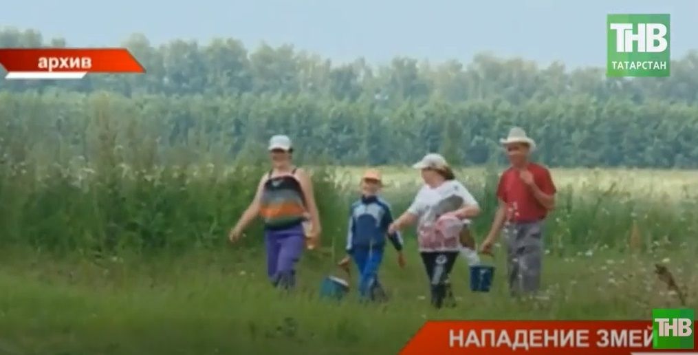 «Атаки змей»: в Татарстане прогулка за ягодами оборачивается угрозой для здоровья - видео