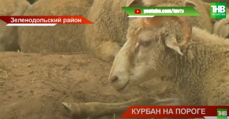 В Татарстане начали подготовку к священному празднику Курбан байрам - видео