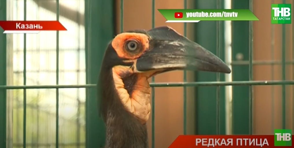 В казанский зооботсад завезли новых краснокнижных обитателей – видео