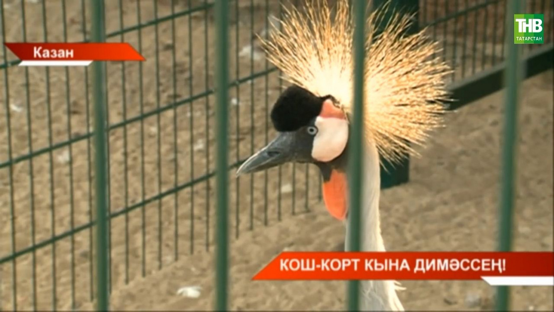 Казанның яңа зоопаркында яңа кошлар! Видео