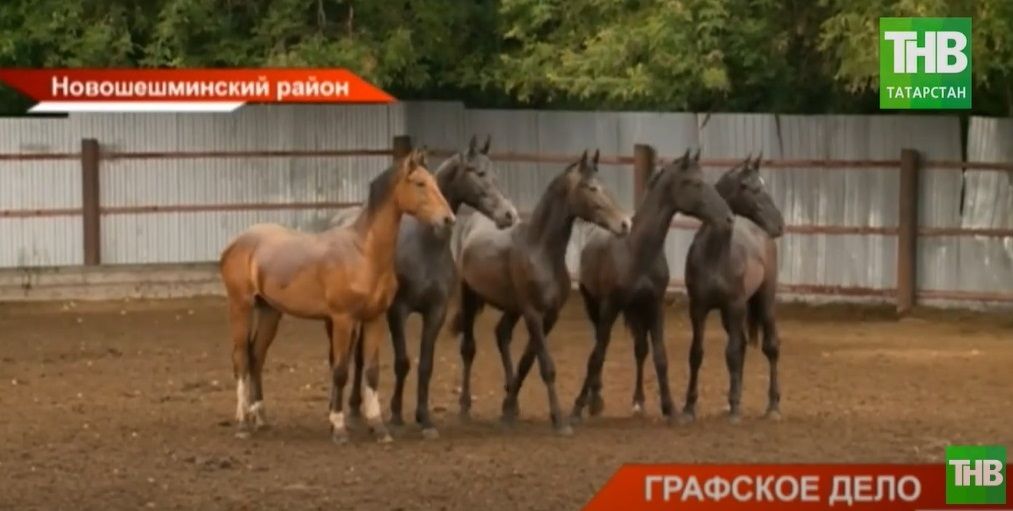 Три коня из Татарстана служат в полку Ким Чен Ына - видео