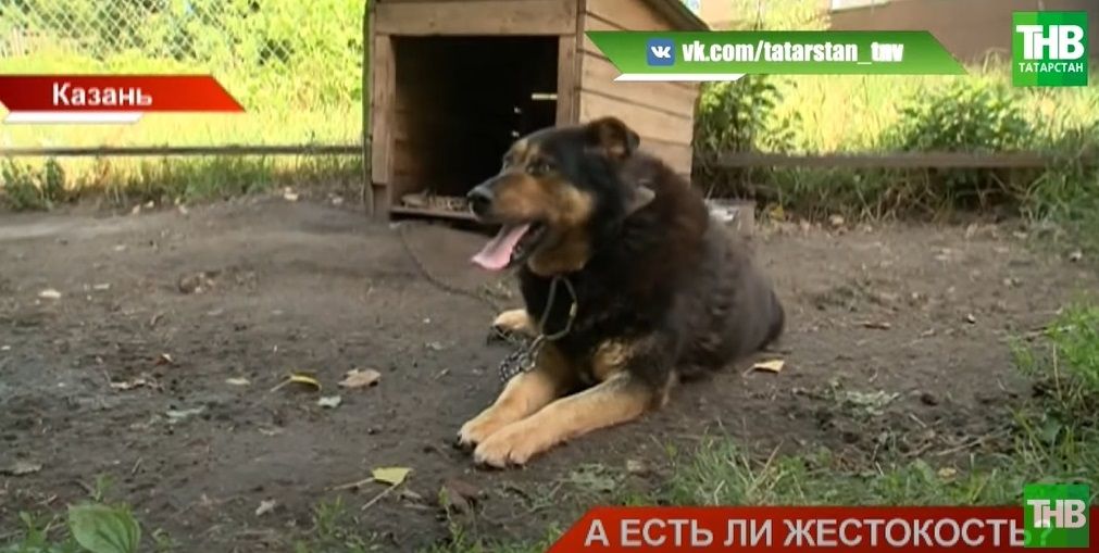 Казанские зоозащитники бьют тревогу, увидев истощенную собаку в ЦДО «Заречье» - видео