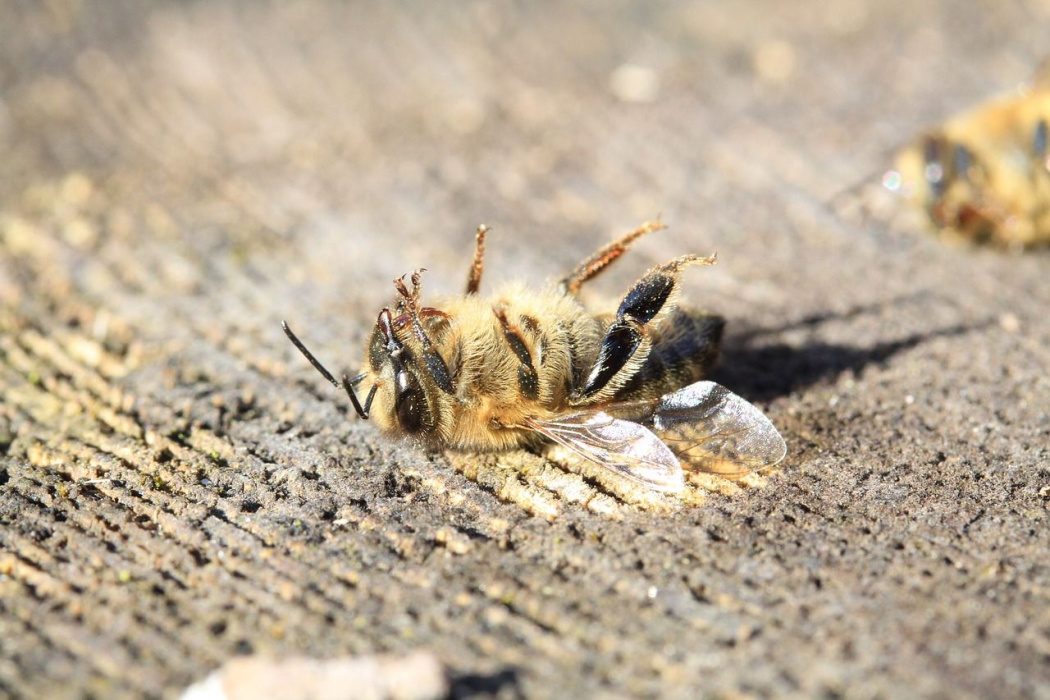«Цветы есть, а пчел нет»: в Тукаевском районе Татарстана за сутки погибли тысячи пчел - видео